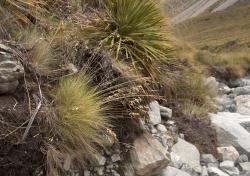 Image: Kerry Ford © Landcare Research 